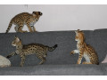 pisici-serval-si-savannah-small-1
