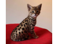 pisici-serval-si-savannah-small-2