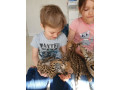 pisici-serval-si-savannah-small-4