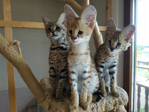 pisici-serval-si-savannah-big-0