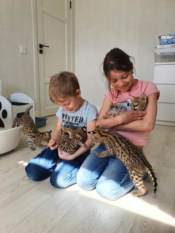 pisici-serval-si-savannah-big-3