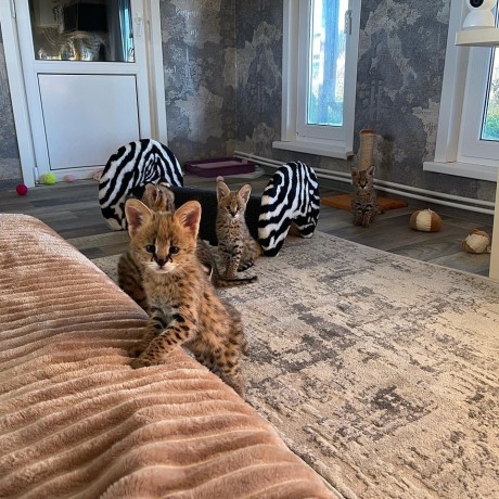pisici-serval-si-savannah-big-5