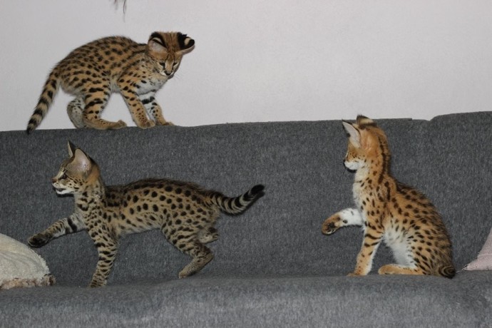 pisici-serval-si-savannah-big-1