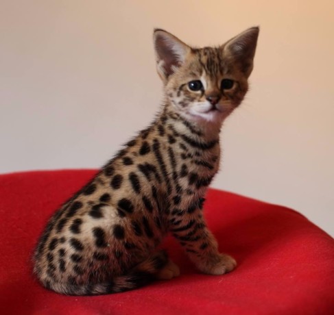 pisici-serval-si-savannah-big-2