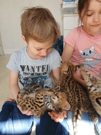 pisici-serval-si-savannah-big-4