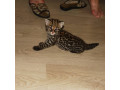 pisicute-caracal-si-ocelot-small-4