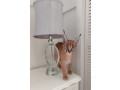 pisicute-caracal-si-ocelot-small-2