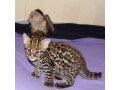 pisicute-caracal-si-ocelot-small-5