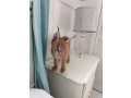 pisicute-caracal-si-ocelot-small-1