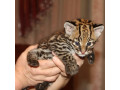 pisicute-caracal-si-ocelot-small-3