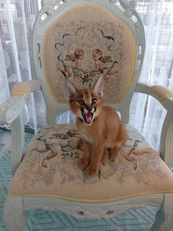 pisicute-caracal-si-ocelot-big-0