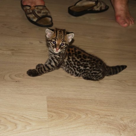pisicute-caracal-si-ocelot-big-4