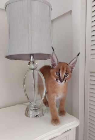 pisicute-caracal-si-ocelot-big-2
