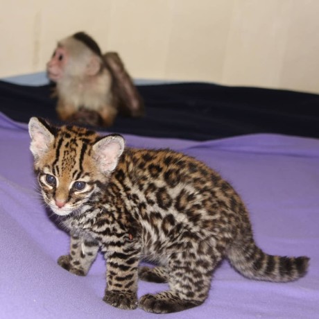 pisicute-caracal-si-ocelot-big-5