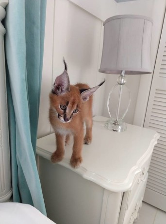 pisicute-caracal-si-ocelot-big-1