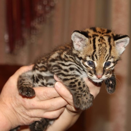 pisicute-caracal-si-ocelot-big-3