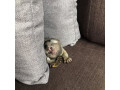 mamimute-marmoset-dragute-de-vanzare-small-0