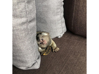 Mamimuțe marmoset drăguțe de vânzare