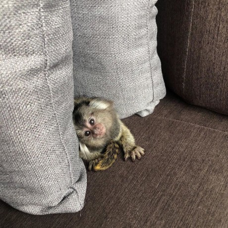 mamimute-marmoset-dragute-de-vanzare-big-0