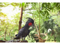 african-grey-parrots-for-sale-small-1