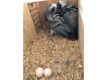 african-grey-parrots-for-adoption-small-2