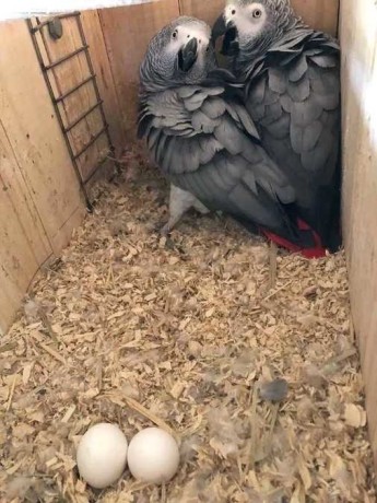 african-grey-parrots-for-adoption-big-2