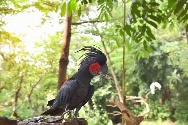 african-grey-parrots-for-adoption-big-1