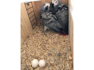 Buy healthy African Gray parrots from Amazing Birds Farm. Well-raised, intelligent, and social parrots available for loving homes. Contact us today.