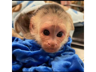 Magnificent baby capuchin monkey for sale