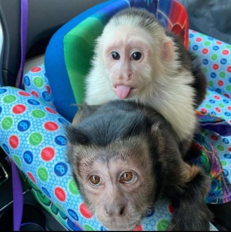 magnificent-baby-capuchin-monkey-for-sale-big-1