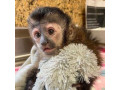 magnificent-baby-capuchin-monkey-for-adoption-small-1