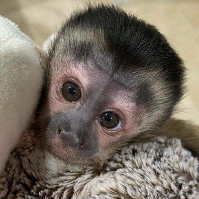 magnificent-baby-capuchin-monkey-for-adoption-big-0