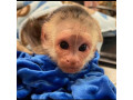 magnificent-baby-capuchin-monkey-for-adoption-small-2