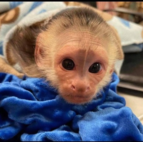 magnificent-baby-capuchin-monkey-for-adoption-big-2