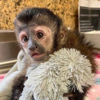 magnificent-baby-capuchin-monkey-for-adoption-big-1