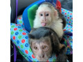 magnificent-baby-capuchin-monkey-for-adoption-small-3