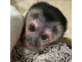 magnificent-baby-capuchin-monkey-for-adoption-small-0
