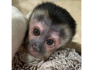 Magnificent baby capuchin monkey for adoption