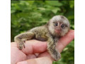 maimuta-marmoset-pigmeu-de-vanzare-small-0
