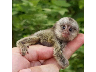 Maimuță Marmoset Pigmeu de vânzare