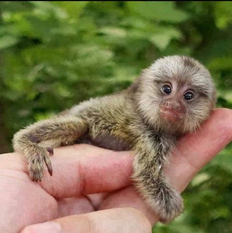 maimuta-marmoset-pigmeu-de-vanzare-big-0