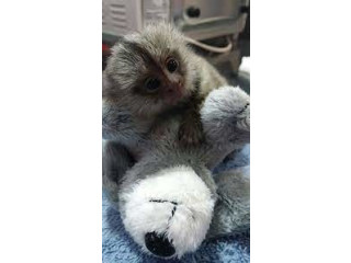 Maimuțe marmoset inteligente de vânzare