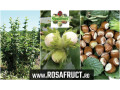 alun-pentru-plantatii-inflorescente-rezistente-la-ger-small-0