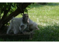 maimuta-minunata-capuchin-minunat-pentru-adoptie-small-0