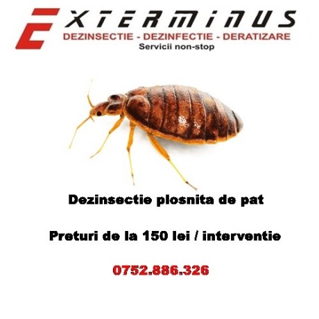 dezinsectie-plosnita-de-pat-non-stop-bucuresti-ilfov-big-0
