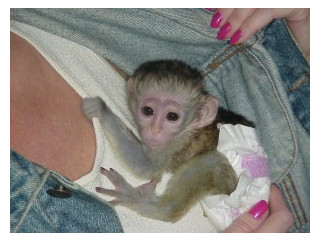 Minunată maimuță capucină minunată pentru adopție