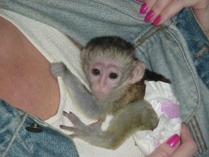 minunata-maimuta-capucina-minunata-pentru-adoptie-big-0