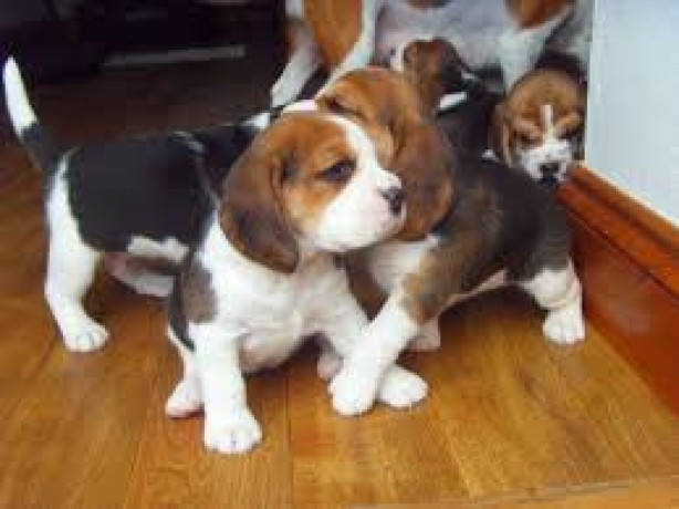 puii-de-culoare-beagles-colorate-gata-acum-big-0