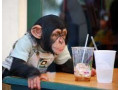 maimuta-cimpanzeu-small-0