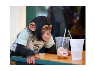 Maimuță cimpanzeu